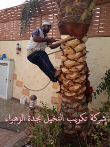 شركة تكريب النخيل بجدة