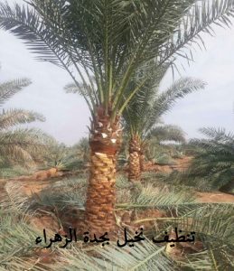 شركة تنظيف نخيل بجدة